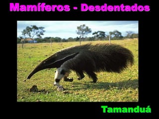 Mamíferos - Desdentados
Tamanduá
 