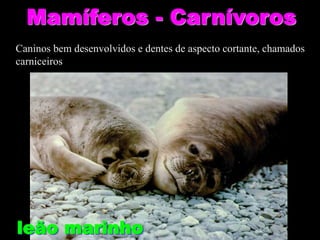 Mamíferos - Carnívoros
leão marinho
Caninos bem desenvolvidos e dentes de aspecto cortante, chamados
carniceiros
 