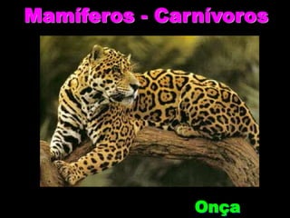 Mamíferos - Carnívoros
Onça
 
