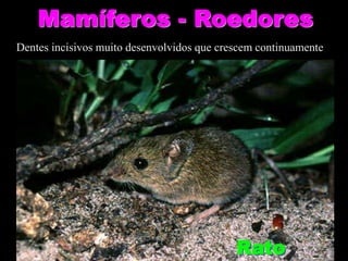 Mamíferos - Roedores
Rato
Dentes incisivos muito desenvolvidos que crescem continuamente
 