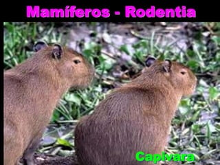 Mamíferos - Rodentia
Capivara
 