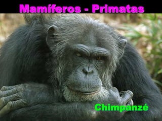 Mamíferos - Primatas
Chimpanzé
 