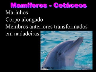 Mamíferos - Cetáceos
Marinhos
Corpo alongado
Membros anteriores transformados
em nadadeiras




              Golfinho
 