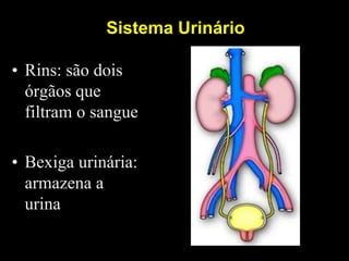 Sistema Urinário

• Rins: são dois
  órgãos que
  filtram o sangue

• Bexiga urinária:
  armazena a
  urina
 