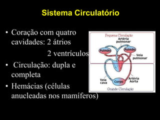 Sistema Circulatório

• Coração com quatro
  cavidades: 2 átrios
             2 ventrículos
• Circulação: dupla e
  completa
• Hemácias (células
  anucleadas nos mamíferos)
 
