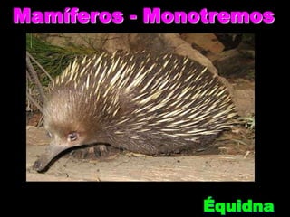 Mamíferos - Monotremos




                Équidna
 