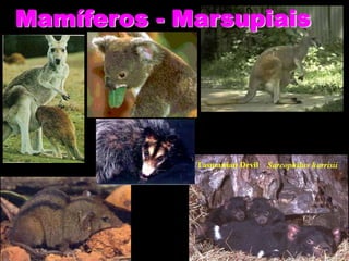 Mamíferos - Marsupiais
 