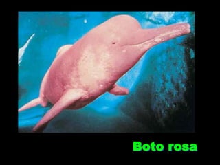 Boto rosa
 