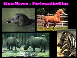Mamíferos - Perissodáctilos
 