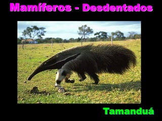 Mamíferos - Desdentados




               Tamanduá
 