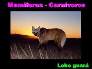 Mamíferos - Carnívoros




              Lobo guará
 