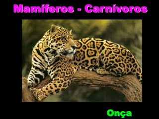 Mamíferos - Carnívoros




               Onça
 