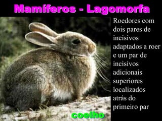 Mamíferos - Lagomorfa
                 Roedores com
                 dois pares de
                 incisivos
                 adaptados a roer
                 e um par de
                 incisivos
                 adicionais
                 superiores
                 localizados
                 atrás do
                 primeiro par
        coelho
 