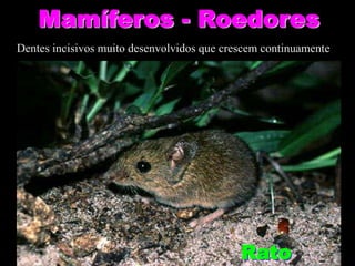 Mamíferos - Roedores
Dentes incisivos muito desenvolvidos que crescem continuamente




                                            Rato
 