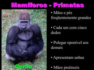 Mamíferos - Primatas
          • Mãos e pés
          freqüentemente grandes

          • Cada um com cinco
          dedos

          • Polegar oponível aos
          demais

          • Apresentam unhas

 Gorila   • Mãos preênseis
 