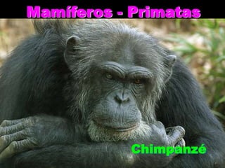 Mamíferos - Primatas




            Chimpanzé
 
