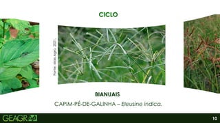 10
BIANUAIS
CAPIM-PÉ-DE-GALINHA – Eleusine indica.
Fonte:
Mais
Agro,
2021.
CICLO
 
