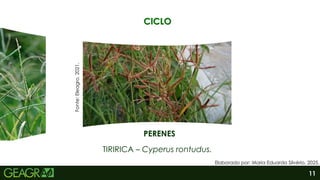 11
PERENES
TIRIRICA – Cyperus rontudus.
Fonte:
Eleagro,
2021.
CICLO
Elaborado por: Maria Eduarda Silvério, 2025.
 