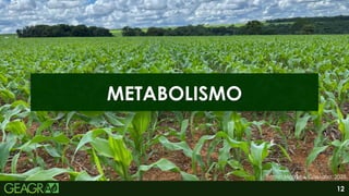 12
METABOLISMO
Fonte: Matheus Caetano, 2025.
 