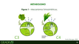 13
METABOLISMO
Figura 1 – Mecanismos fotossintéticos.
Fonte: Elevagro, 2022.
 