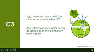 14
Fonte: Elevagro, 2022.
C3
• Soja, algodão, trigo e café são
plantas com metabolismo C3;
• Alta fotorrespiração, maior perda
de água e menor eficiência em
calor e seca.
 