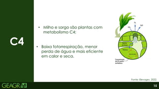 15
Fonte: Elevagro, 2022.
C4
• Milho e sorgo são plantas com
metabolismo C4;
• Baixa fotorrespiração, menor
perda de água e mais eficiente
em calor e seca.
 