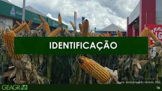 16
IDENTIFICAÇÃO
Fonte: Maria Eduarda Moreira, 2025.
 