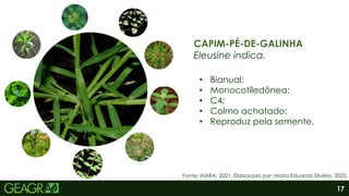 17
CAPIM-PÉ-DE-GALINHA
Eleusine indica.
• Bianual;
• Monocotiledônea;
• C4;
• Colmo achatado;
• Reproduz pela semente.
Fonte: IHARA, 2021. Elaborado por: Maria Eduarda Silvério, 2025.
 