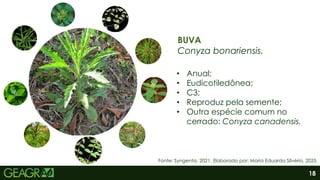 18
BUVA
Conyza bonariensis.
• Anual;
• Eudicotiledônea;
• C3;
• Reproduz pela semente;
• Outra espécie comum no
cerrado: Conyza canadensis.
Fonte: Syngenta, 2021. Elaborado por: Maria Eduarda Silvério, 2025.
 
