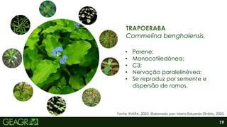 19
TRAPOERABA
Commelina benghalensis.
• Perene;
• Monocotiledônea;
• C3;
• Nervação paralelinévea;
• Se reproduz por semente e
dispersão de ramos.
Fonte: IHARA, 2023. Elaborado por: Maria Eduarda Silvério, 2025.
 