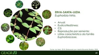 21
ERVA-SANTA-LUZIA
Euphorbia hirta.
• Anual;
• Eudicotiledônea;
• C3;
• Reprodução por semente;
• Látex característico da família
Euphorbiaceae.
Fonte: Up Herb, 2018. Elaborado por: Maria Eduarda Silvério, 2025.
 