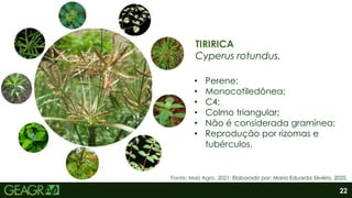 22
• Perene;
• Monocotiledônea;
• C4;
• Colmo triangular;
• Não é considerada gramínea;
• Reprodução por rizomas e
tubérculos.
TIRIRICA
Cyperus rotundus.
Fonte: Mais Agro, 2021. Elaborado por: Maria Eduarda Silvério, 2025.
 