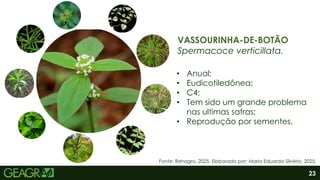 23
VASSOURINHA-DE-BOTÃO
Spermacoce verticillata.
• Anual;
• Eudicotiledônea;
• C4;
• Tem sido um grande problema
nas ultimas safras;
• Reprodução por sementes.
Fonte: Rehagro, 2025. Elaborado por: Maria Eduarda Silvério, 2025.
 