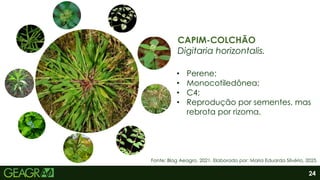 24
CAPIM-COLCHÃO
Digitaria horizontalis.
• Perene;
• Monocotiledônea;
• C4;
• Reprodução por sementes, mas
rebrota por rizoma.
Fonte: Blog Aeagro, 2021. Elaborado por: Maria Eduarda Silvério, 2025.
 