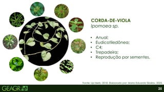 25
CORDA-DE-VIOLA
Ipomoea sp.
• Anual;
• Eudicotiledônea;
• C4;
• Trepadeira;
• Reprodução por sementes.
Fonte: Up Herb, 2018. Elaborado por: Maria Eduarda Silvério, 2025.
 