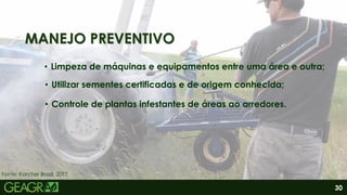 30
MANEJO PREVENTIVO
• Limpeza de máquinas e equipamentos entre uma área e outra;
• Utilizar sementes certificadas e de origem conhecida;
• Controle de plantas infestantes de áreas ao arredores.
Fonte: Karcher Brasil, 2017.
 