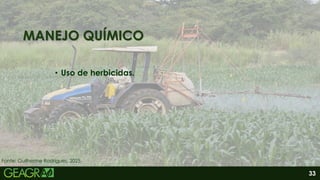 33
MANEJO QUÍMICO
• Uso de herbicidas.
Fonte: Guilherme Rodrigues, 2025.
 