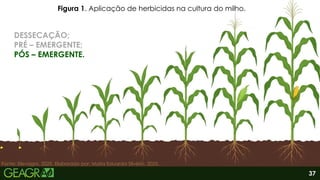 37
Fonte: Elevagro, 2025. Elaborado por: Maria Eduarda Silvério, 2025.
Figura 1. Aplicação de herbicidas na cultura do milho.
DESSECAÇÃO;
PRÉ – EMERGENTE;
PÓS – EMERGENTE.
 