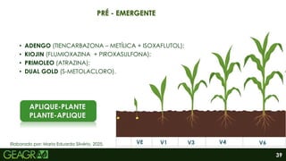 39
Elaborado por: Maria Eduarda Silvério, 2025.
PRÉ - EMERGENTE
• ADENGO (TIENCARBAZONA – METÍLICA + ISOXAFLUTOL);
• KIOJIN (FLUMIOXAZINA + PIROXASULFONA);
• PRIMOLEO (ATRAZINA);
• DUAL GOLD (S-METOLACLORO).
VE V1 V3 V4 V6
APLIQUE-PLANTE
PLANTE-APLIQUE
 