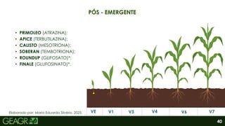 40
Elaborado por: Maria Eduarda Silvério, 2025.
PÓS - EMERGENTE
VE V1 V3 V4 V6 V7
• PRIMOLEO (ATRAZINA);
• APICE (TERBUTILAZINA);
• CALISTO (MESOTRIONA);
• SOBERAN (TEMBOTRIONA);
• ROUNDUP (GLIFOSATO)*;
• FINALE (GLUFOSINATO)*.
 