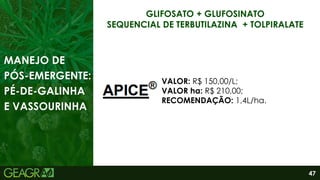 47
MANEJO DE
PÓS-EMERGENTE:
PÉ-DE-GALINHA
E VASSOURINHA
GLIFOSATO + GLUFOSINATO
SEQUENCIAL DE TERBUTILAZINA + TOLPIRALATE
VALOR: R$ 150,00/L;
VALOR ha: R$ 210,00;
RECOMENDAÇÃO: 1,4L/ha.
 