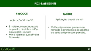 49
PÓS-EMERGENTE
• Multiespigamento, green snap,
falha de polinização e despadrão
do estilo-estigma com pendão.
PRECOCE TARDIO
Aplicação VE até V5 Aplicação depois de V5
• É mais recomendada pois
as plantas daninhas estão
em estádios iniciais;
• Milho fica mais suscetível a
fitotoxidez.
 