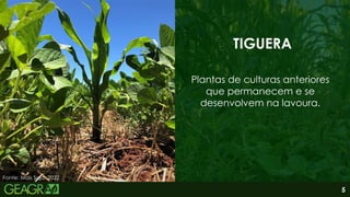 5
TIGUERA
Plantas de culturas anteriores
que permanecem e se
desenvolvem na lavoura.
Fonte: Mais Soja, 2022.
 