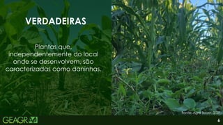 6
VERDADEIRAS
Plantas que,
independentemente do local
onde se desenvolvem, são
caracterizadas como daninhas.
Fonte: Agro Bayer, 2021.
 