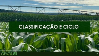 7
CLASSIFICAÇÃO E CICLO
Fonte: Maria Eduarda Silvério, 2024.
 