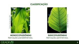 8
EUDICOTILEDÔNEAS
MONOCOTILEDÔNEAS
Nervação peninérvea.
Nervação paralelinérvea.
CLASSIFICAÇÃO
Fonte:
Info
Escola,
2021.
Fonte:
Info
Escola,
2021.
 