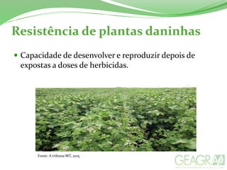 Resistência de plantas daninhas
 Capacidade de desenvolver e reproduzir depois de
expostas a doses de herbicidas.
Fonte: A tribuna MT, 2015.
 