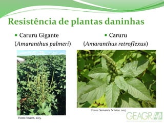 Resistência de plantas daninhas
 Caruru Gigante
(Amaranthus palmeri)
 Caruru
(Amaranthus retroflexus)
Fonte: Imamt, 2015.
Fonte: Semantic Scholar, 2017.
 