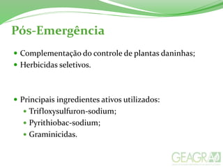 Pós-Emergência
 Complementação do controle de plantas daninhas;
 Herbicidas seletivos.
 Principais ingredientes ativos utilizados:
 Trifloxysulfuron-sodium;
 Pyrithiobac-sodium;
 Graminicidas.
 