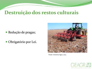 Destruição dos restos culturais
 Redução de pragas;
 Obrigatório por Lei.
Fonte: Universo Agro, 2017.
 